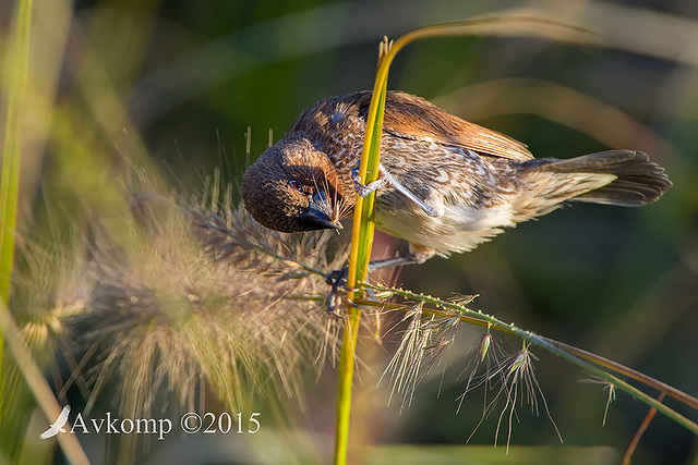 nutmeg mannikin 0476