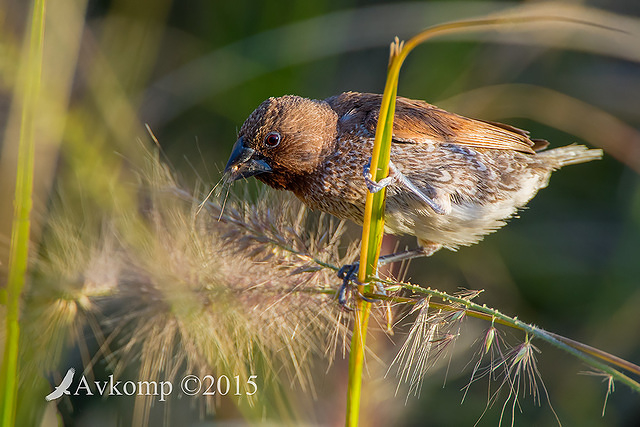 nutmeg mannikin 0478