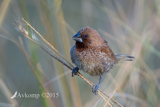 nutmeg mannikin 0515