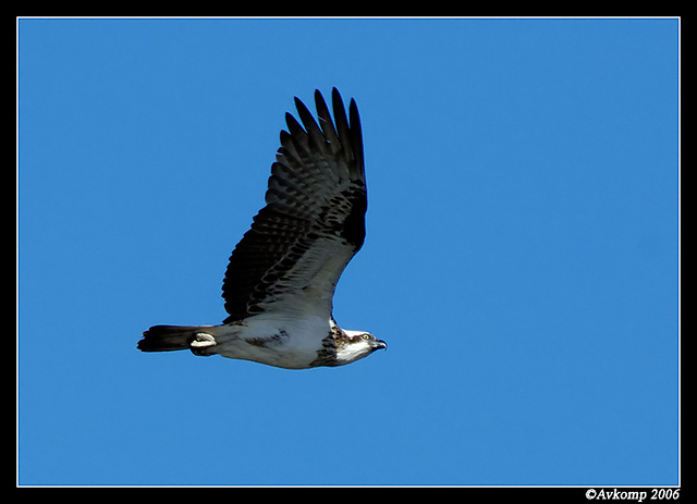 osprey narrabeen 52c