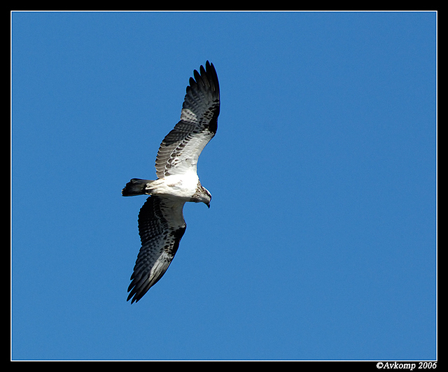 osprey narrabeen 54