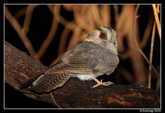 owlet nightjar 5909