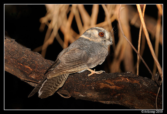 owlet nightjar 5917