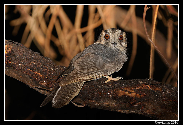 owlet nightjar 5919