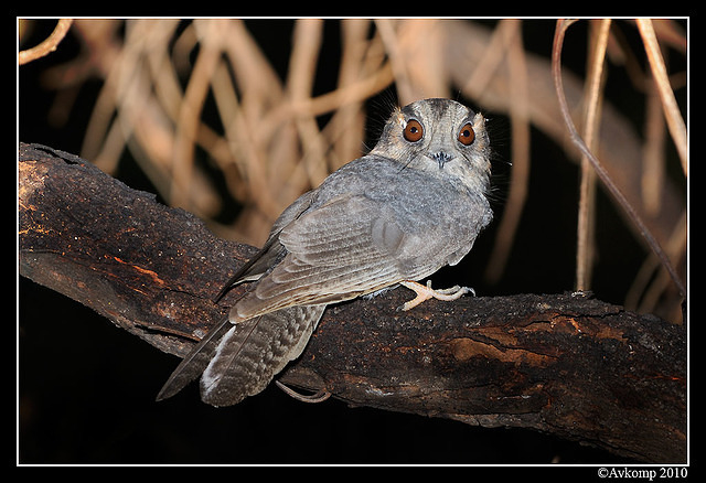 owlet nightjar 5919a