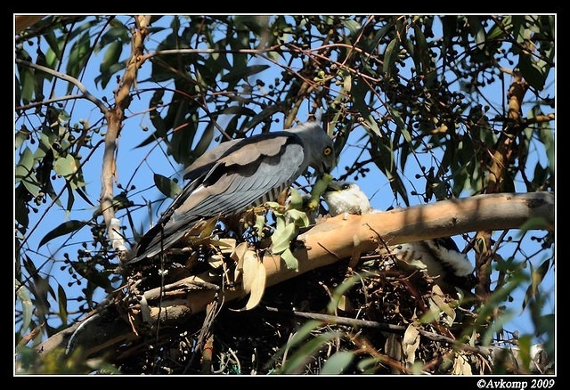 pacific baza 5028