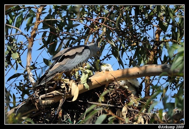 pacific baza 5029