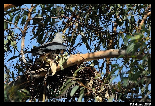 pacific baza 5030