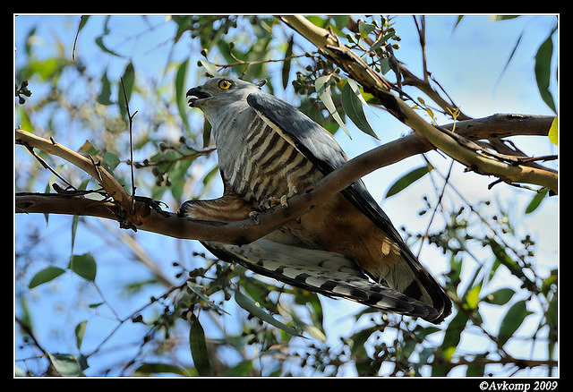 pacific baza 5038