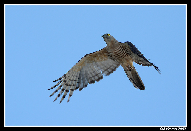 pacific baza 5051