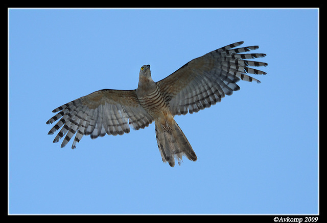 pacific baza 5052