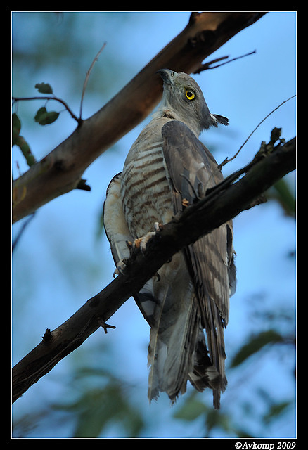 pacific baza 5057