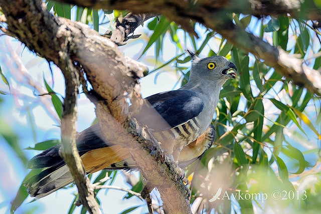 pacific baza 5519