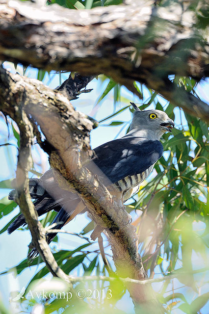 pacific baza 5533