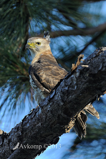 pacific baza 5555