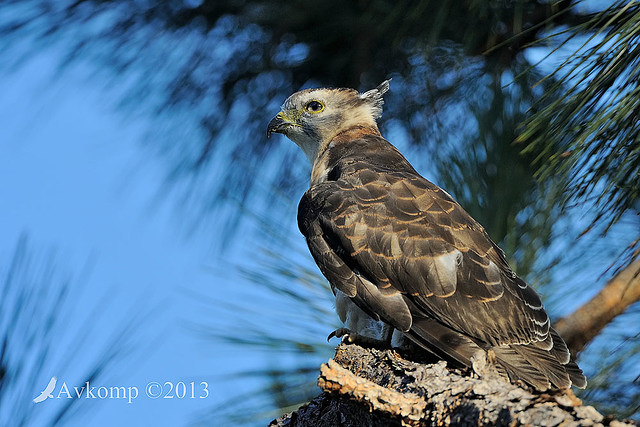 pacific baza 5560