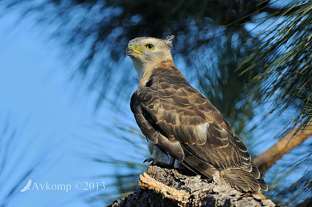 pacific baza 5561