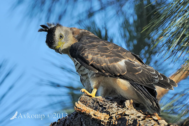 pacific baza 5563