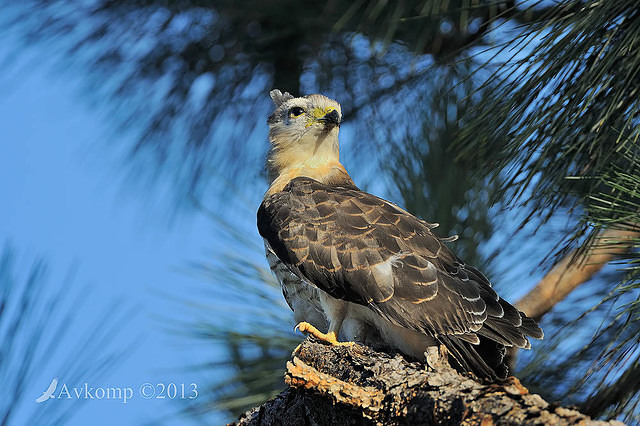 pacific baza 5569