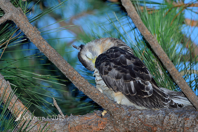 pacific baza 5571