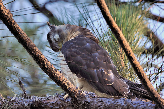 pacific baza 5572