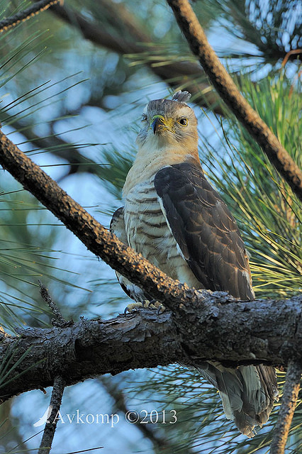 pacific baza 5575