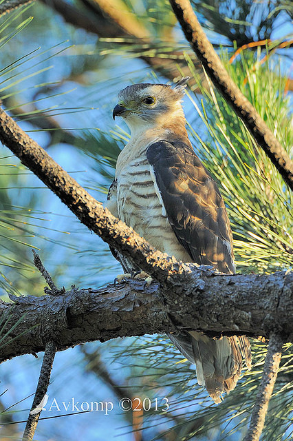 pacific baza 5586