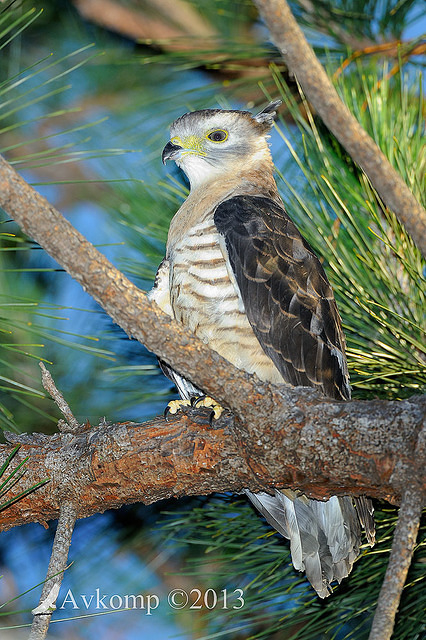 pacific baza 5587