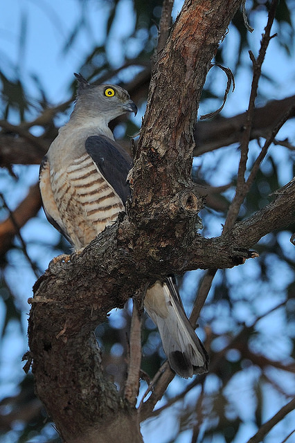 pacific baza 5602