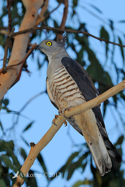 pacific baza 5605