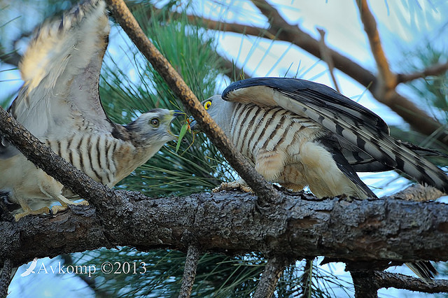 pacific baza 5607