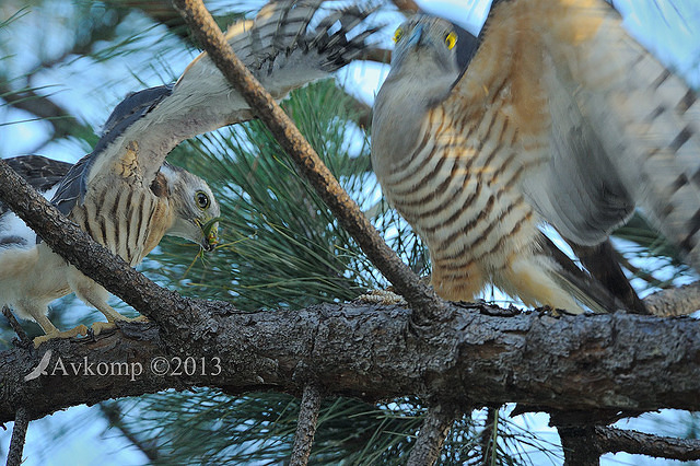 pacific baza 5608