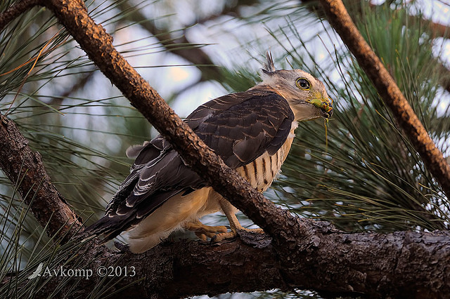 pacific baza 5610