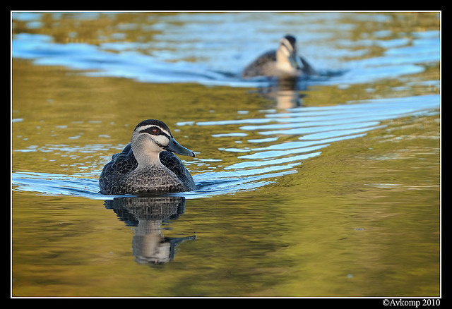 pacific black duck 5972