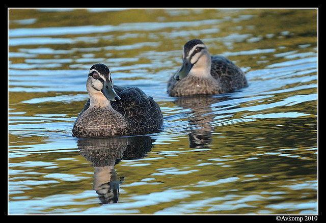 pacific black duck 5974