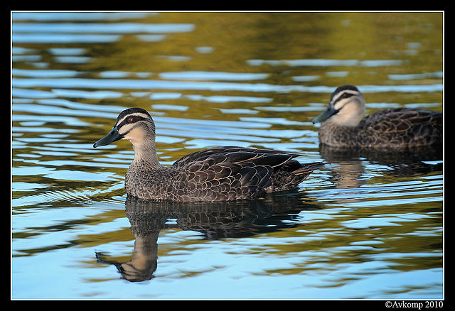 pacific black duck 5975