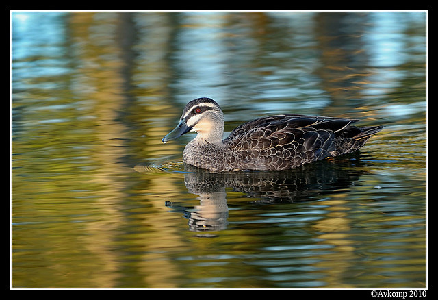 pacific black duck 5976