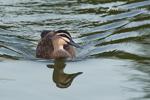 pacific black duck 13907