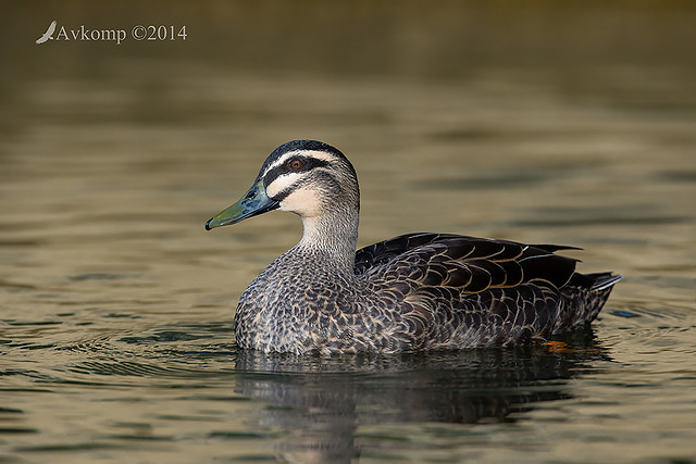 pacific black duck 16560