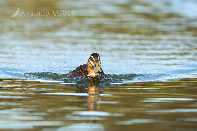 pacific black duck 17371