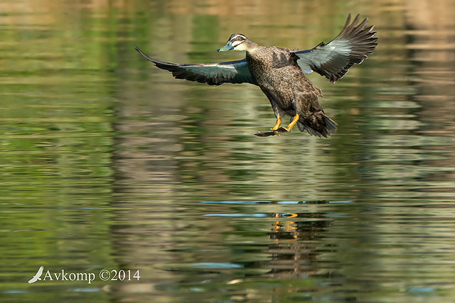 pacific black duck 17775