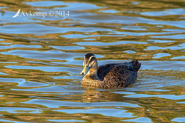 pacific black duck 17865