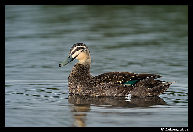 pacific black duck 3127