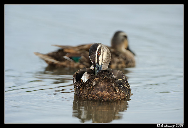 pacific black duck 3129