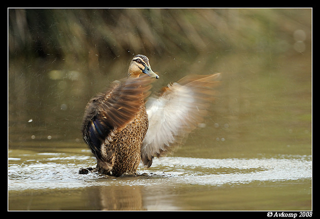 pacific black duck 3131