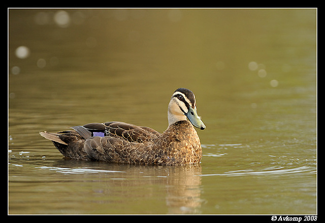 pacific black duck 3132