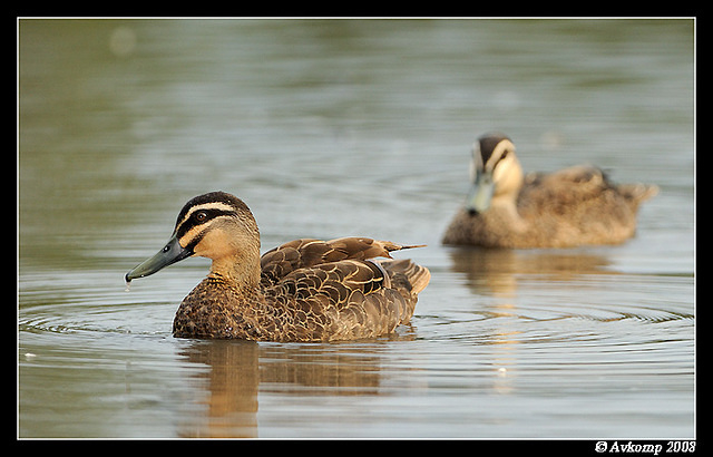 pacific black duck 3133