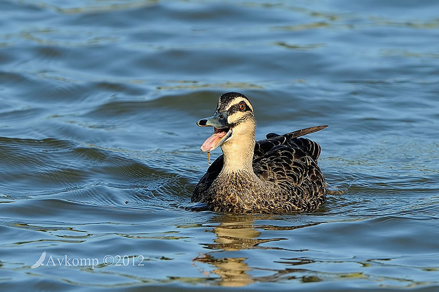 pacific black duck 5432