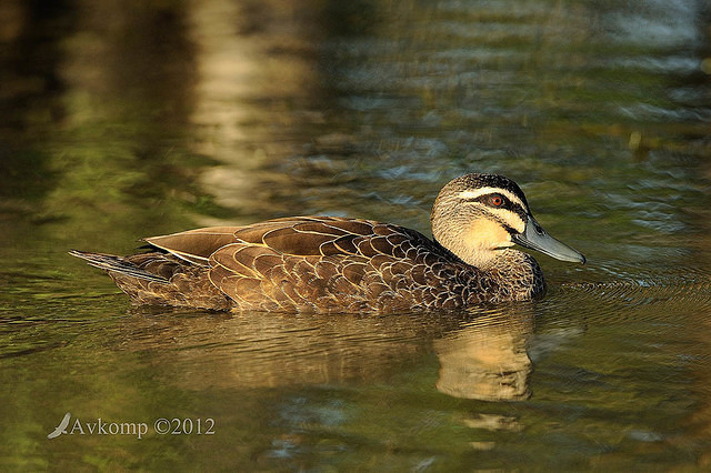 pacific black duck 5437