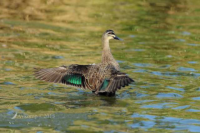 pacific black duck 5657